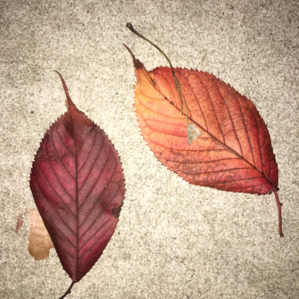 Meet your Posher, Suzie